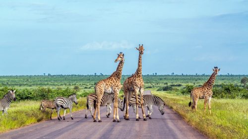 Tiere Krüger Nationalpark Shutterstock 786552829